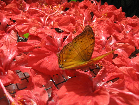 menue des tages:
"honigtau an frischem hibiskus"