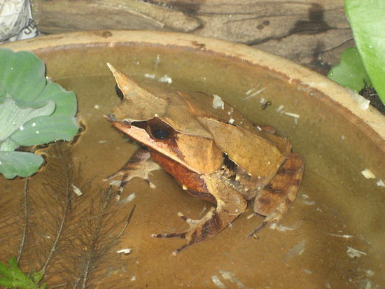 und dieser frosch hat einen platz im internet verdient finde ich