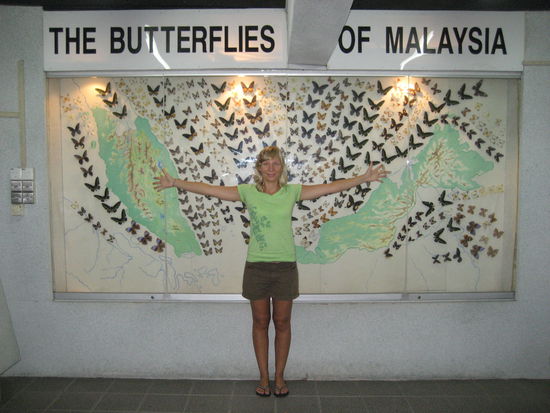 ja, da stecken sie, die lieben falter...