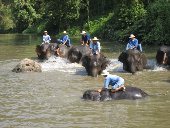 zuerst mal wurde geschrubbt und die elefanten lagen teils komplett unter wasser.