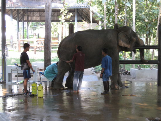 und diese kuh wurde erst kuerzlich von einem 8 kilo schweren tumor befreit - in einer 9 stunden dauernden operation. die nachuntersuchung liess sie hier gelangweilt ueber sich ergehen.
