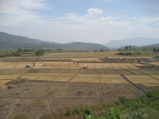 auf der fahrt reihte sich ein knoblauchfeld ans andere