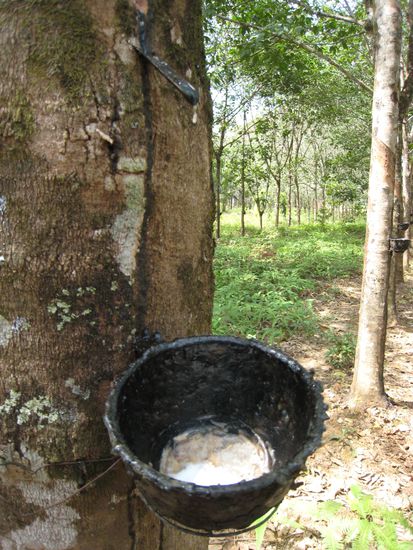 kautschukplantagen am strassenrand
