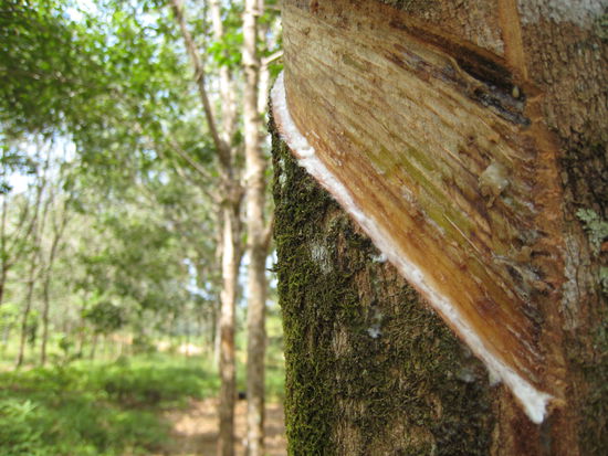 nach schema F sind alle baeume eingeritzt, um den kostbaren gummisaft im becher unten aufzufangen
