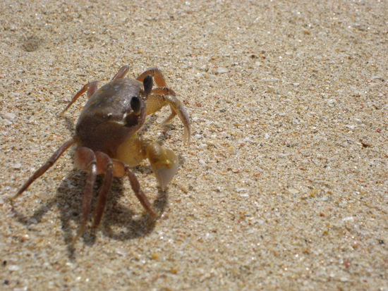 ein wahrer held mit seinen 2 cm groesse