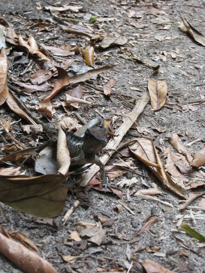 insel-bewohner in angriffstellung