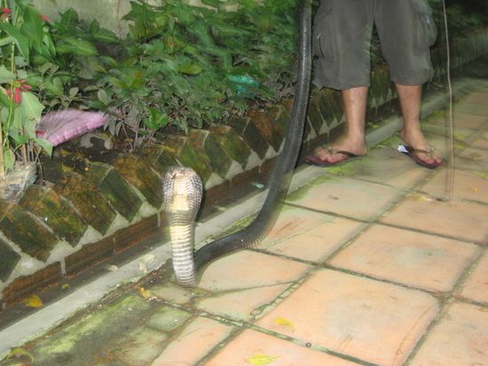 die cobra wusste ganz genau, dass es ihr bald an den kragen gehen wird...