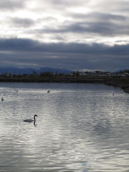schwarzhalsige schwaene am hafen von puerto natales