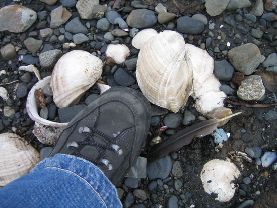 und darin wohnen die riesen-muscheln. sie sind unglaublich RIESIG! gelten hier als spezialitaet, wurden natuerlich von uns auch schon probiert und fuer gut befunden (nicht getrocknet, ganz normal gekocht...!)