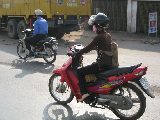 erstes highlight auf der fahrt: ein affe als beifahrer. alle kameras waren am rechten fenster