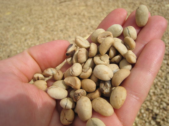 kaffe vor der roestung