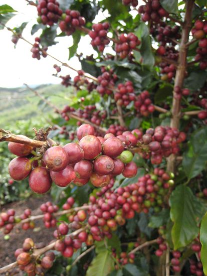 und an der pflanze vor dem ernten