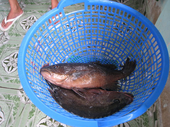 unser mittagessen: zwei ganz frische red snapper. yummie!