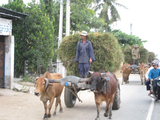 und abtransport wie vor 100 jahren