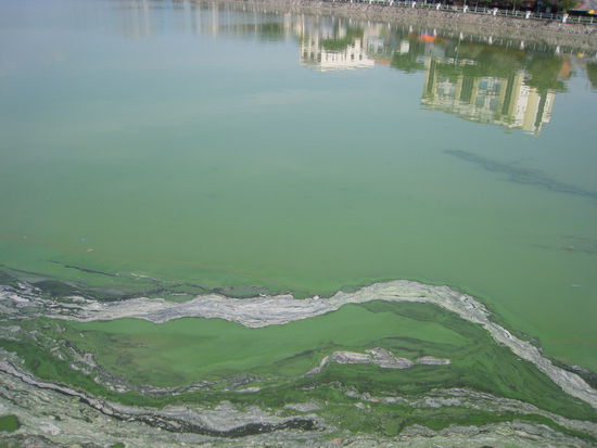 blick auf den kuenstlich angelegten see in der stadt, der so schoene muster hat...