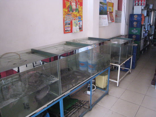 alternativ koennten wir auch wieder mal ne schlange essen, wie sie in fast allen restaurants frisch gehalten werden...