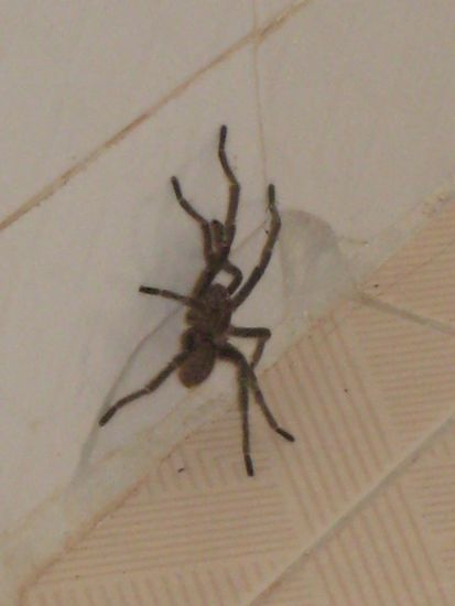 ca. 15x15 cm, kein witz