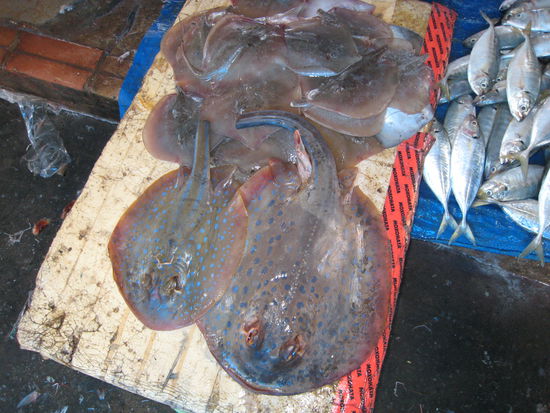 auf dem markt in duong dong - wir dachten eigentlich blaupunkt-stachelrochen seien geschuetze tiere. sehen die vietnamesen wohl anders oder ich weiss es nicht richtig...