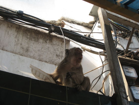 affe in der stadt als muellverwertung - besser, als gar keine muellabfuhr