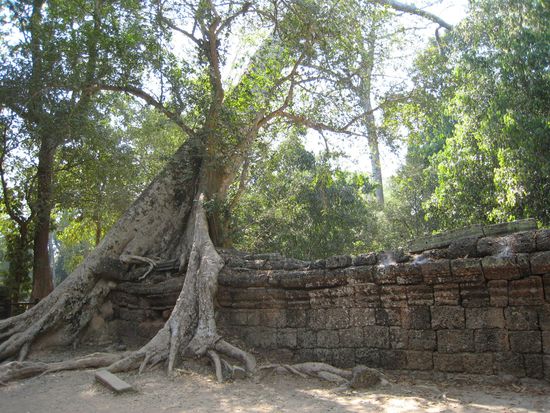 der eingang zu "ta promh", wo man einfach stundenlang in jedem winkel schauen kann, wie sich die natur die tempel zurueckholt.
papa, hier koennte man fotografieren - ein traum! haette dir gefallen!