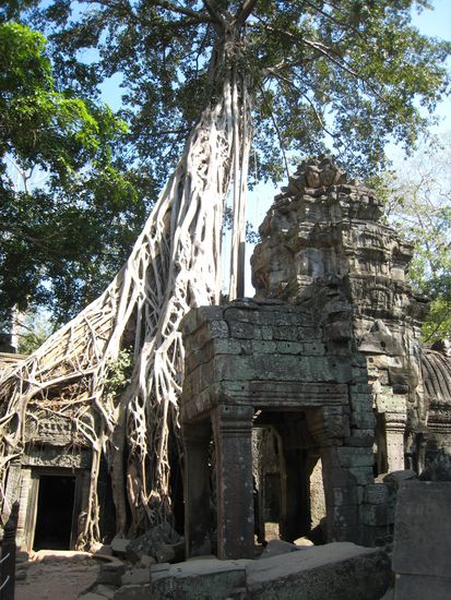 flechtkunst einer feige