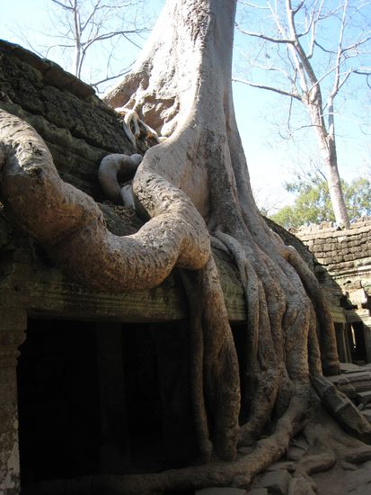 wurzelmonster, welches den tempel langsam erwuergt