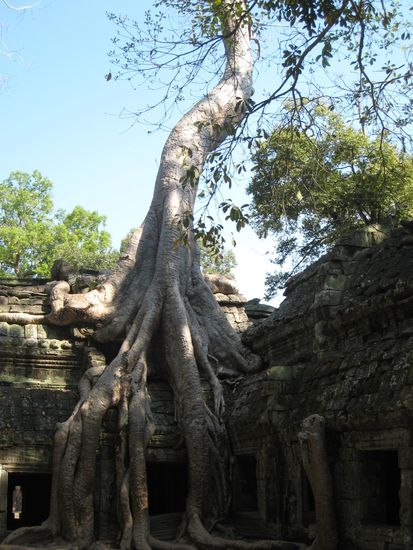 und das ist eines der bilder. chris ist teil des bildes, auch wenn man ihn nicht sieht - er steht hinter den wurzeln.