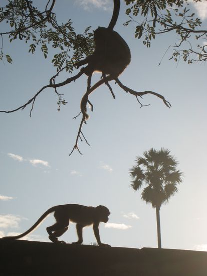 die affen des tempels am fruehen morgen