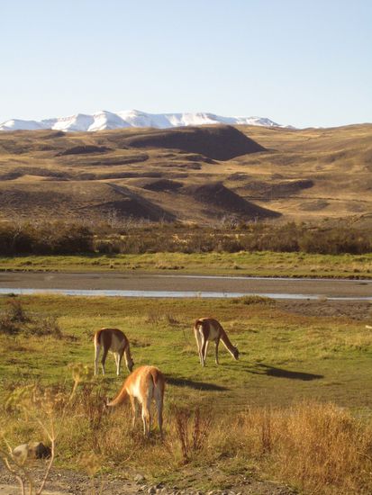 und ueberall guanacas