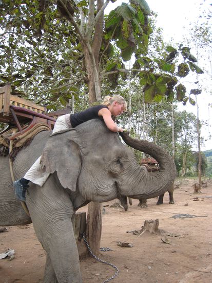 doch als ich oben war bekam der gutmuetige dickhaeuter erstmal leckerlies