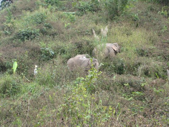 und hier blieben die elefanten bis zum "harten" arbeitsalltag am naechsten morgen, wo wir sie wieder abholten.
