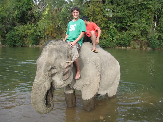 waehrend daheim am rosenmontag alle schon betrunken waren schrubbten wir in laos elefanten