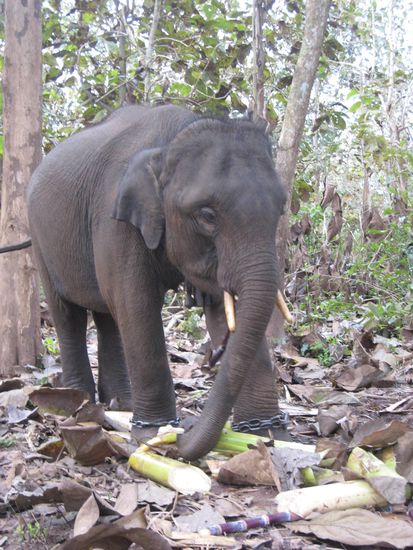 das ist das baby, welches bananenstauden bekam dass es ruhe gibt waehrend die elefanten zum reiten hergerichtet wurden