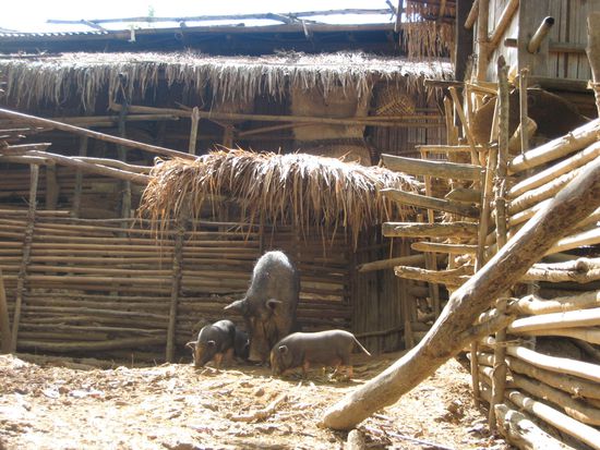 immer und ueberall die haengebauchschweine, die beinahe so suess sind wie die kinder!