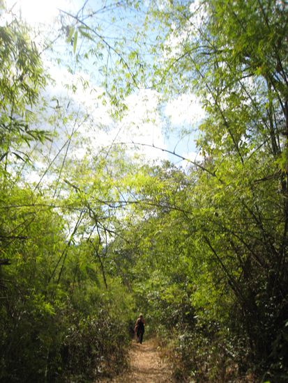 durch den bambuswald