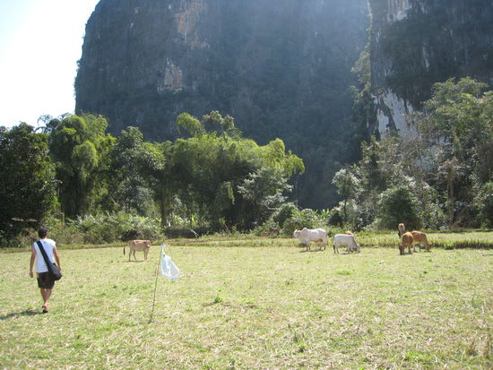 entlang an den weissen plasik-faehnchen ueber die kuhweide auf dem rundweg zum "swimming-hole and jumping". wir sind gespannt...