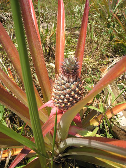 draussen wachsen ananas
