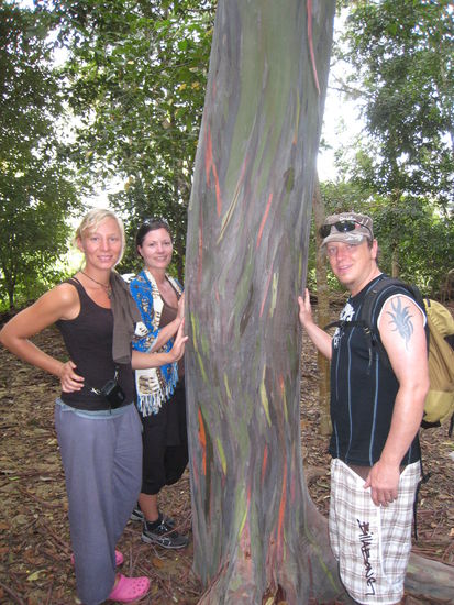 Ein echter Baumstamm - sah sehr interessant aus mit den vielen verschiedenen Farben