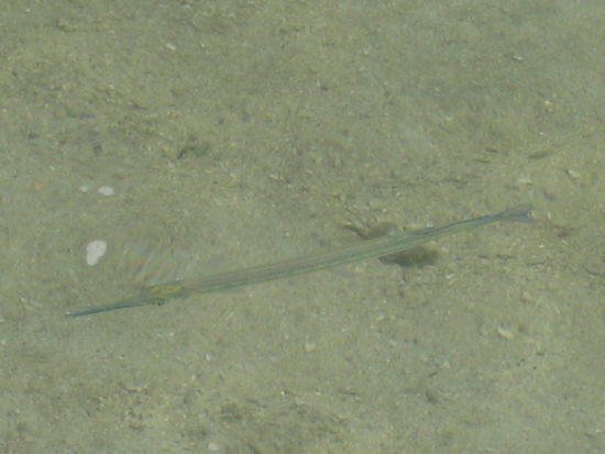 floetenfische im seichten wasser am strand