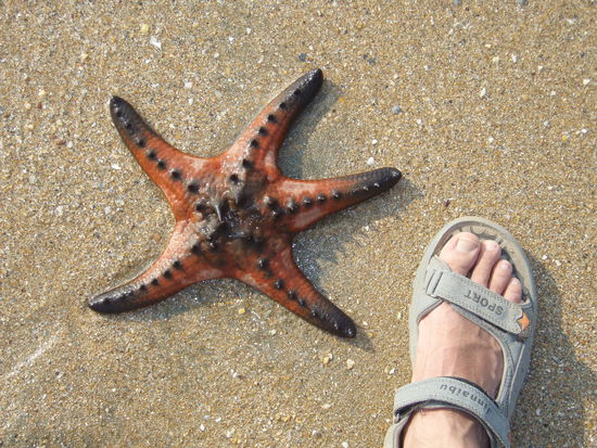 supergrosser Seestern