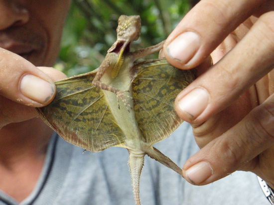 Flugechse im Khao Sok