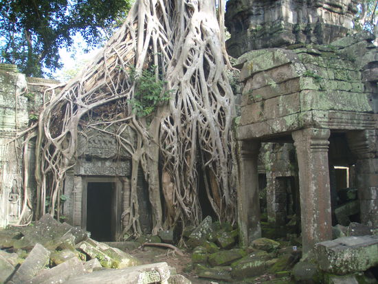 Tempel und Baum (bekannt aus Funk und Fernsehen)