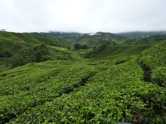 BOH Tea Plantation