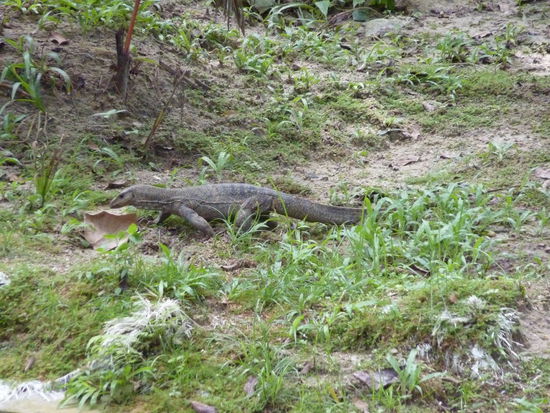 wilde Tiere in der Stadt