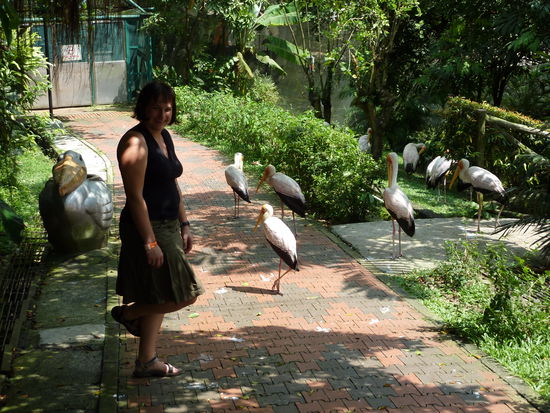 komische Vögel im Bird Park Kuala Lumpur.