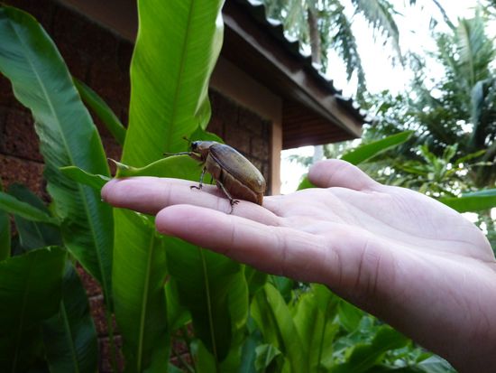 dicker Brummer (Melolontha-Verwandter)