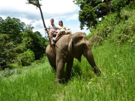Bei Samoeng - Pong Yaeng Elephant Camp:
Unser Happy Elephant. In Wirklichkeit ein verfressenes Vieh ...