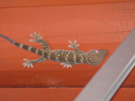 unser Gecko "Flint"