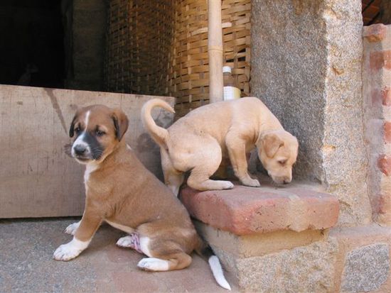 obligatorisch: junge Hunde