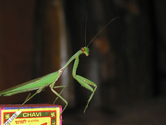 nächtlicher Besuch